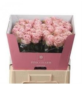 ΤΡΙΑΝΤΑΦΥΛΛΑ ΡΟΖ 60εκROSEN  AVALANCHE PINK 60cm